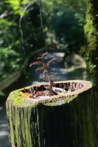 苔の中の小さな旅人