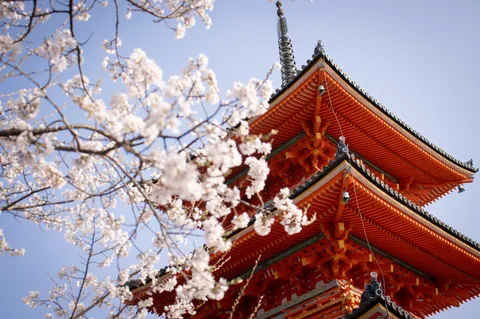 青空に映える朱色の塔と桜