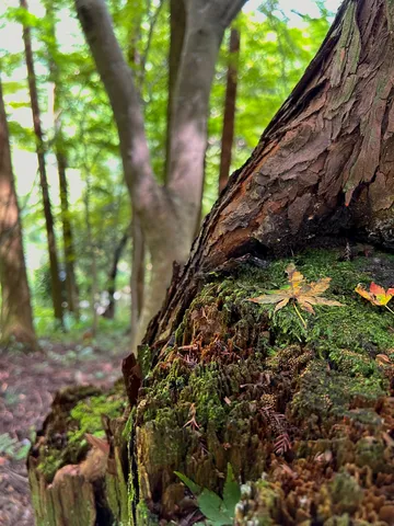 森の静寂、苔むす自然の造形