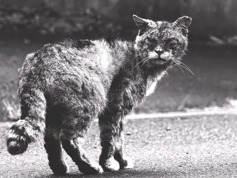 路上の濡れ猫の風景