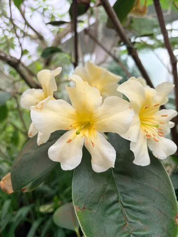 淡い黄白の花が揺れる情景