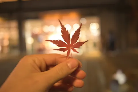 夜の街に舞う、紅葉の記憶