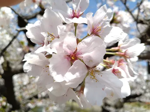 桜色のグラデーションに心奪われる