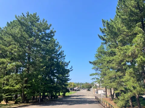 緑陰の道、青空と木漏れ日