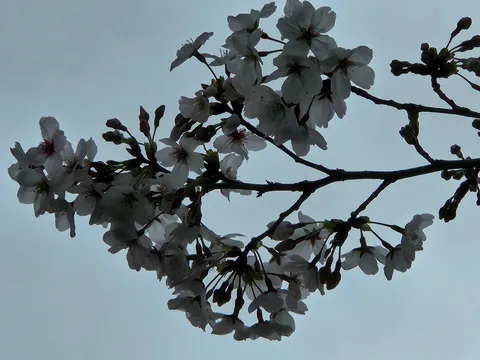 儚くも力強い、春の蕾たちまち