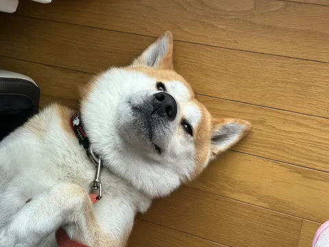 柴犬、床に転がる図