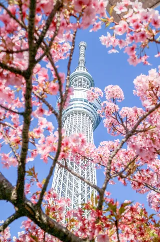 桜が彩る、天空の絶景