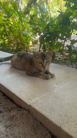 緑に佇む猫の視線