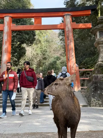 鹿と鳥居、日常の邂逅