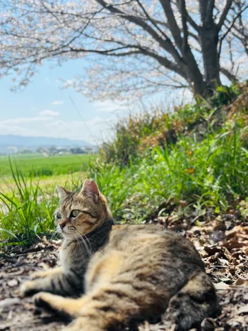 春風と猫、桜の下のひととき