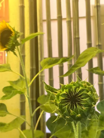 蕾がそっと開く、生命の神秘