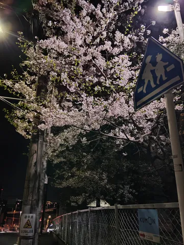 夜の通学路を彩る桜