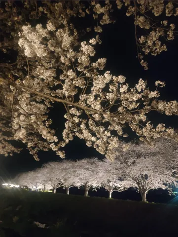 夜の桜並木の光景