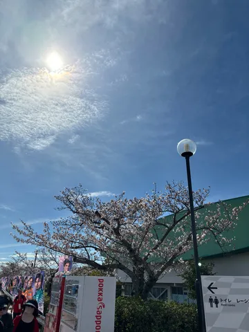 春光と桜と街路灯