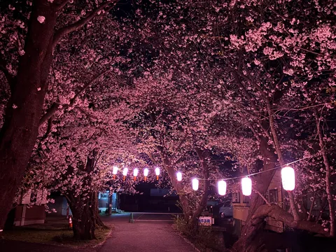 灯りが誘う夜桜回廊