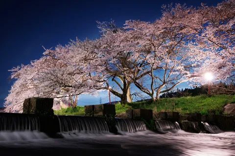 夜桜と水の音、静寂の風景