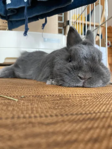 リラックスモードなうさぎ