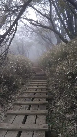 霧と歩む、木道の道