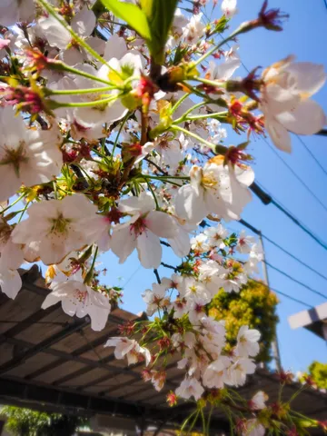 春風に舞う桜の儚い姿