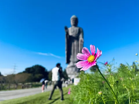 空にそびえる仏像と可憐な花