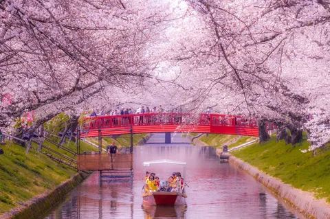 桜のトンネルを抜ける船