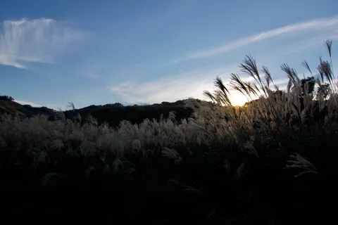 夕陽に輝くススキの穂