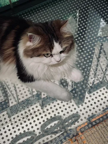 窓辺で静かに佇む猫