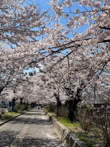 桜の回廊、青空の余白