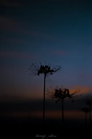 薄暮に揺れる花序の影