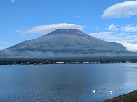 湖畔に佇む白鳥と富士山