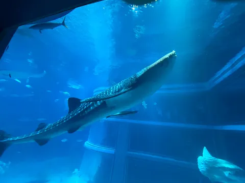 悠々と泳ぐ海の世界