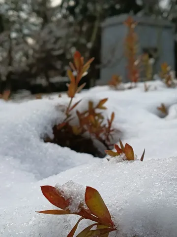 雪解けの息吹、冬の静寂