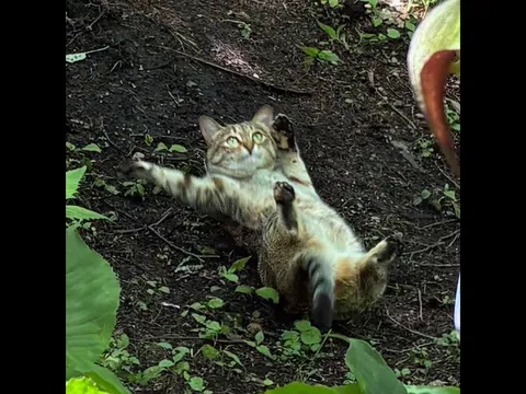 大地の妖精、猫さん？