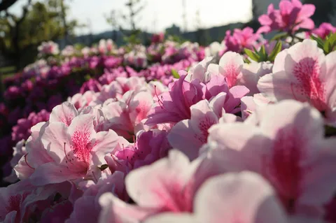 光に透けるピンクの花畑