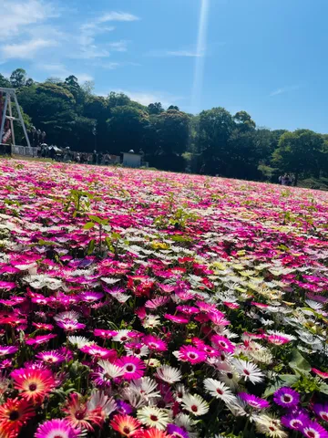 広がる花畑、空も夢色