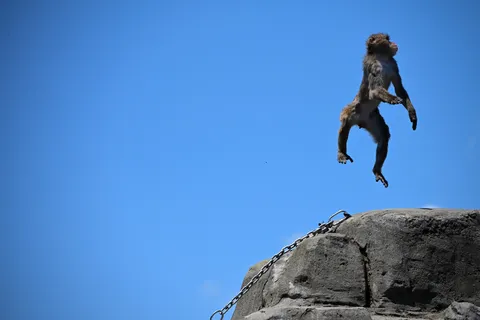 空を舞う猿、躍動の瞬間