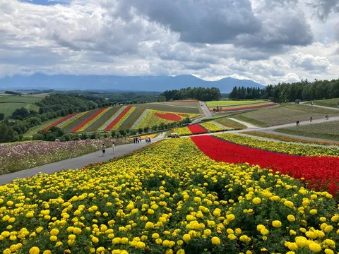 花畑を走る色彩の丘