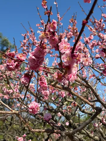 春を告げる、薄紅色の華やぎ