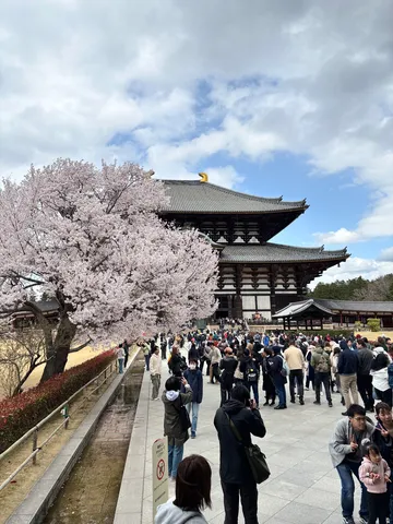 桜彩る古刹の賑わい