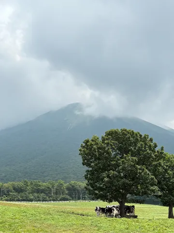 雨雲の下、緑の牧草地と穏やかな牛たち