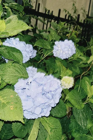 雨粒きらめく紫陽花の小宇宙