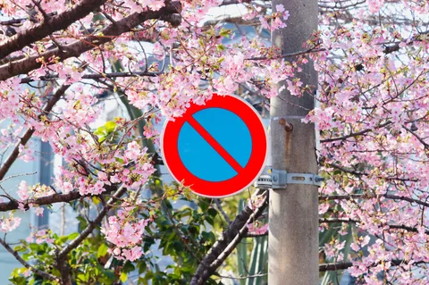 標識と桜のコントラスト