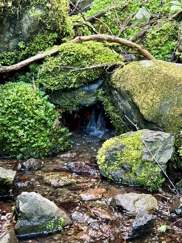 苔むす静寂の泉