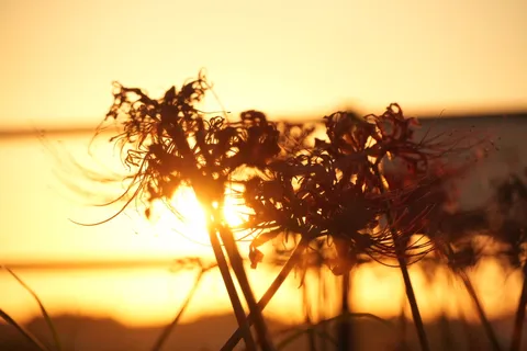 夕陽に揺れる花の影