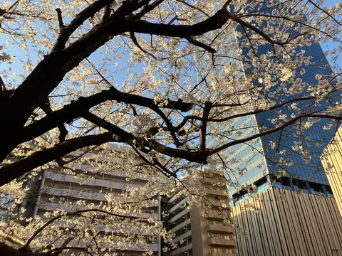 都会の空を彩る桜とビル