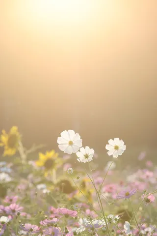 朝の光と花のやさしい舞台