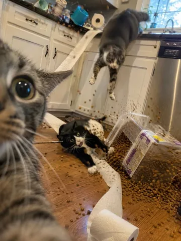 猫たちによるキッチン大惨事