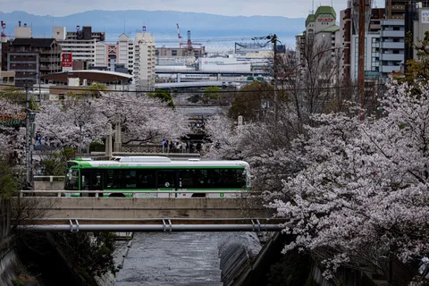 都会の春、バスと桜の段重ね