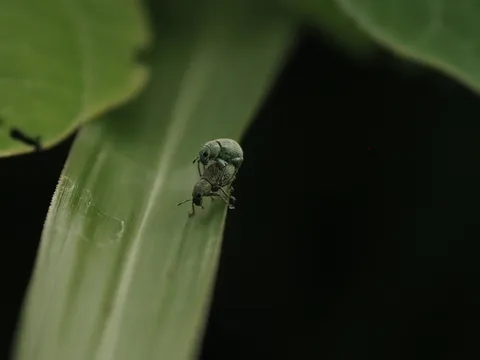 営む昆虫たち
