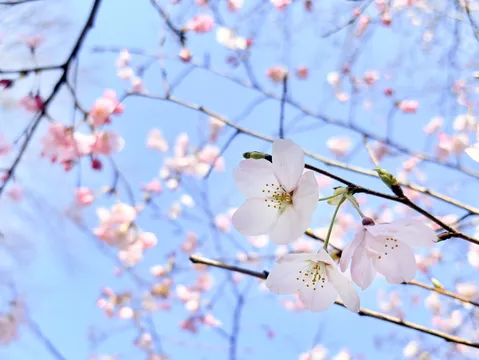 澄み渡る空に咲く桜